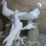 Тибризские голуби