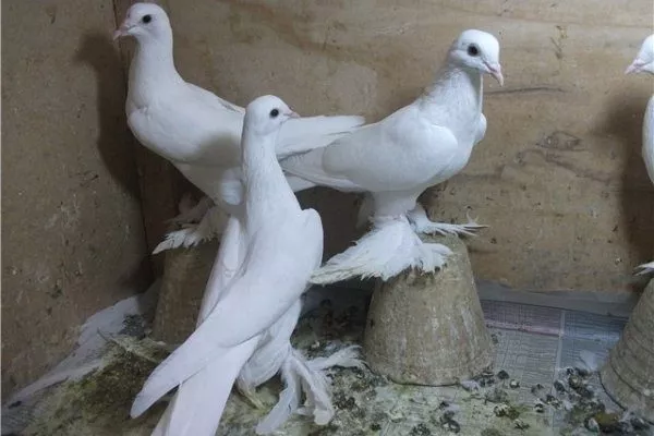 Тибризские голуби