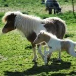 Порода Фалабелла