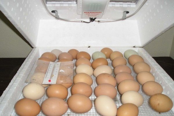 Подготовка инкубатора к закладке яиц куриных