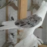 Хамаданские бойные космачи