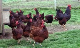 Порода Род-Айленд