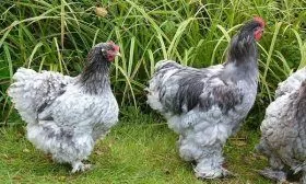 Голубые Кохинхины