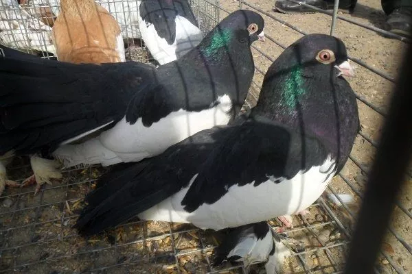 Камышинские голуби 