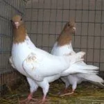 Иранские бойные голуби