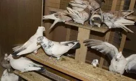 Содержание голубей