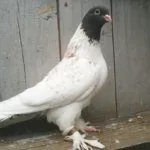 Головатые голуби