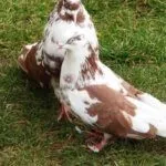 Выгул голубей