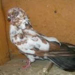 Серпастые голуби