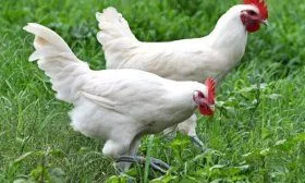 Порода Ломан вайт