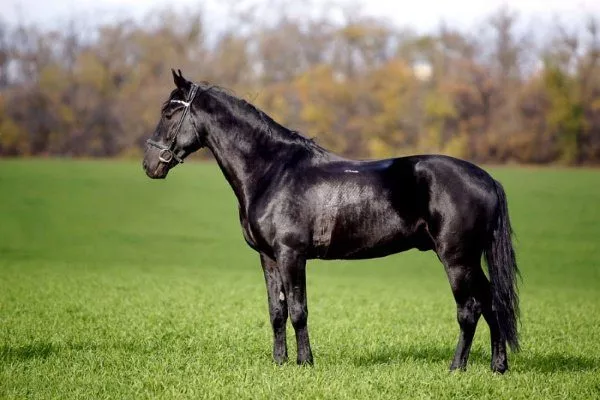 Кабардинская лошадь 