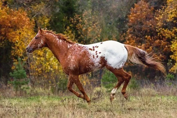Порода лошади Аппалуза 