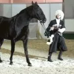 Спортивная жизнь лошади