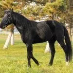 Карачаевская лошадь