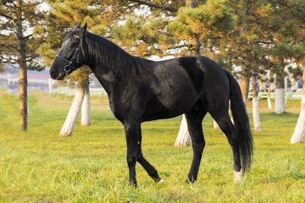Карачаевская лошадь 