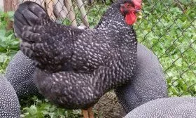 Киргизская серая порода кур