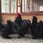 Чёрные Кохинхины