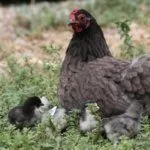 Курица и птенцы