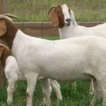Разведение Бурской породы коз