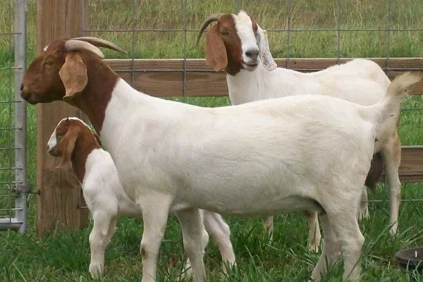 Разведение Бурской породы коз 