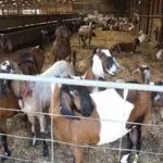 Содержание коз