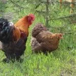 Куропатчатые Кохинхины