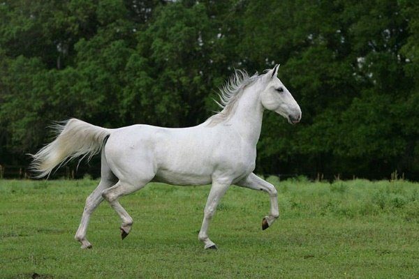 валовая лошадь это что. Смотреть фото валовая лошадь это что. Смотреть картинку валовая лошадь это что. Картинка про валовая лошадь это что. Фото валовая лошадь это что