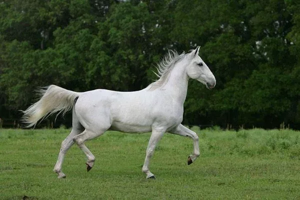 Липпицианская лошадь 