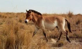 Лошадь на выгуле