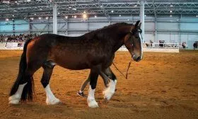 Лошадь на спортивных состязаниях