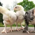 Цыплята Марана