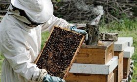 Проверка пчелосемьи