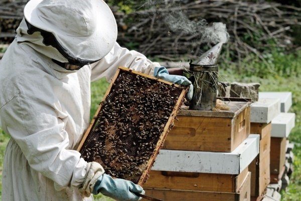 Проверка пчелосемьи