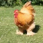 Палевые Кохинхины