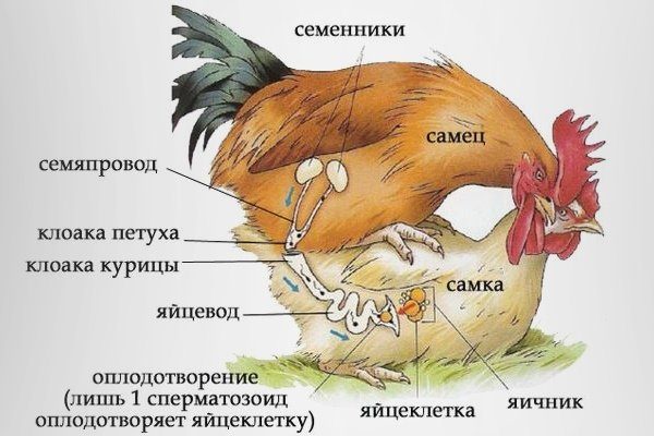 как происходит оплодотворение куриных яиц. Смотреть фото как происходит оплодотворение куриных яиц. Смотреть картинку как происходит оплодотворение куриных яиц. Картинка про как происходит оплодотворение куриных яиц. Фото как происходит оплодотворение куриных яиц