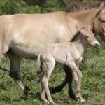 Кобыла и жеребёнок