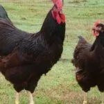 Курица и петух породы Род-Айленд