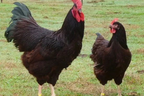 Курица и петух породы Род-Айленд