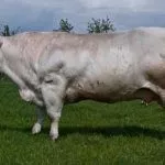 Бельгийская голубая порода