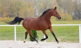 Гнедая лошадь