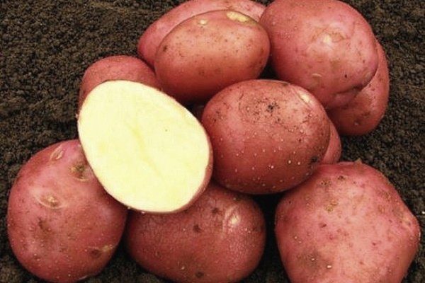 Сорт картофеля Родриго