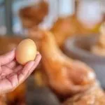 Яйценоскость курей