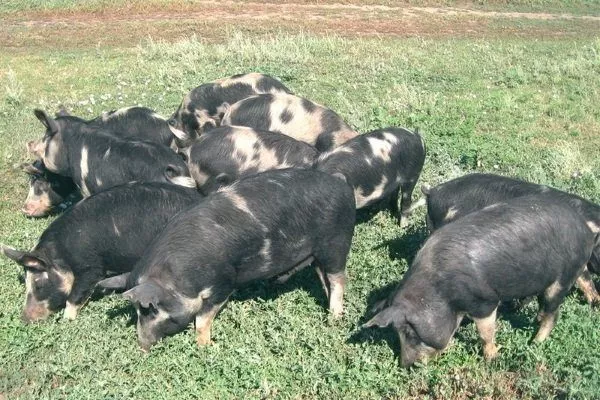 Украинская степная рябая порода свиней