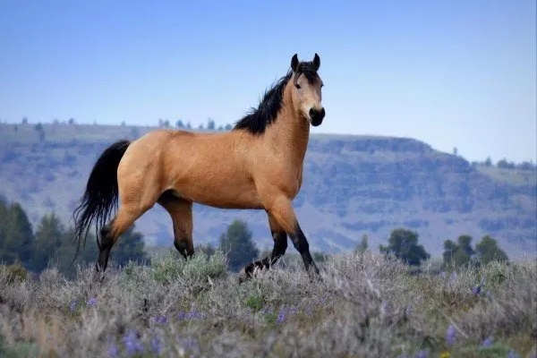 Кигер-мустанг лошадь 