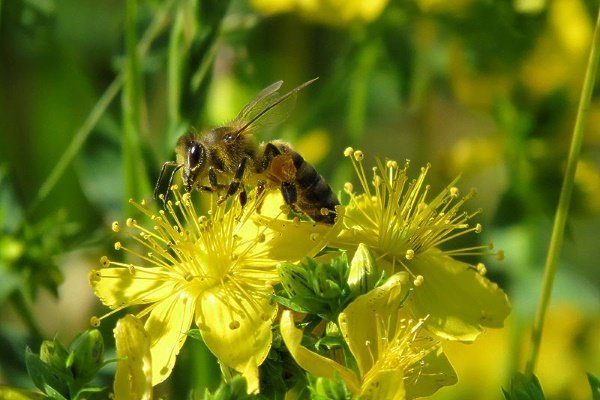 Башкирская пчела собирает нектар