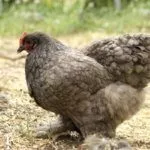 Порода Кохинхин