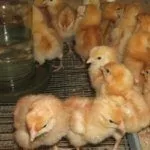 Цыплята