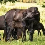 Кобыла и жеребёнок