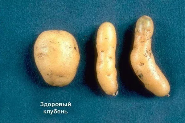 Готика клубней картофеля