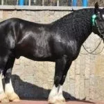 Владимирский тяжеловоз